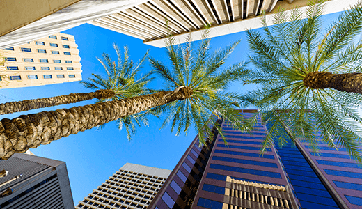 buildings with palm trees